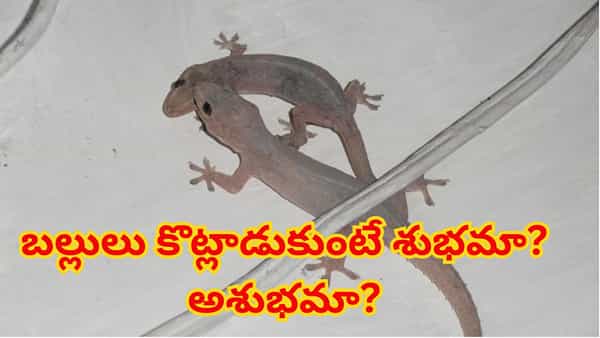 ఇంట్లో రెండు బల్లులు పోట్లాడుతూ కనిపిస్తే ఏమవుతుందో తెలుసా..?