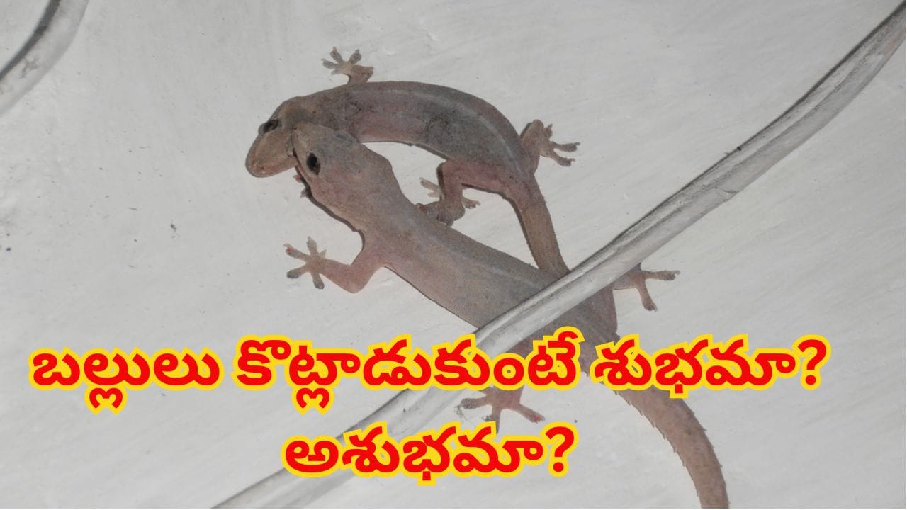 ఇంట్లో రెండు బల్లులు పోట్లాడుతూ కనిపిస్తే ఏమవుతుందో తెలుసా..?