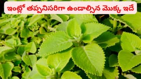 వర్షాకాలంలో ఈ మొక్క ఉంటే డాక్టర్ దగ్గరకు వెళ్లే అవసరమే రాదు