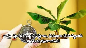 ఇంటి ప్రధాన ద్వారం ముందు ఈ 3 చెట్లు ఉంటే వాస్తు ప్రకారం అశుభం..