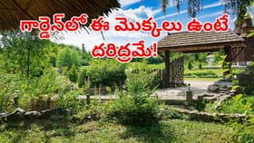 పొరపాటున కూడా ఈ మొక్కలను ఇంటి ఆవరణలో పెంచవద్దు