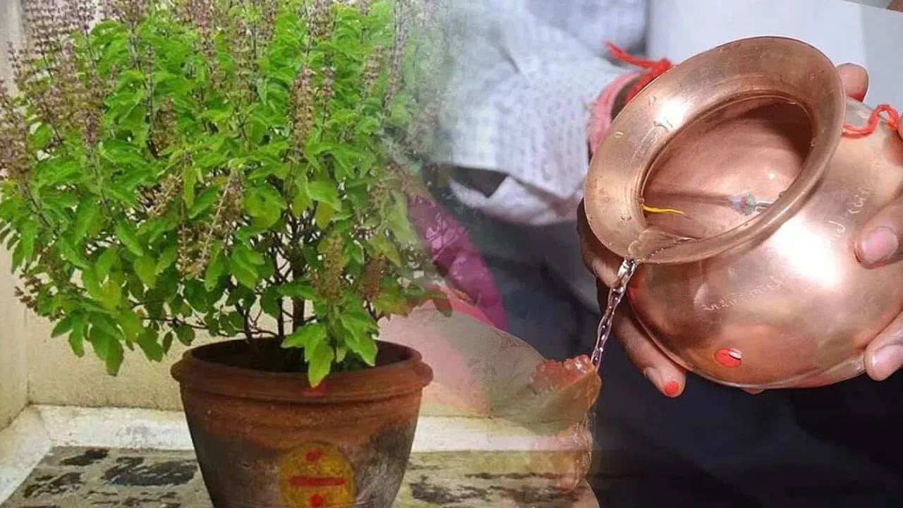 శుభ్రత, పరిసరాలు: తులసి కోట చుట్టుపక్కల పరిసరాలను ఎల్లప్పుడూ చాలా శుభ్రంగా ఉంచాలి. తులసి మొక్క దగ్గర మురికి బట్టలు, చెప్పులు లేదా చెత్తబుట్టలను ఉంచకూడదు. అలాగే ముళ్ల మొక్కలను తులసి పక్కన అస్సలు ఉంచకూడదు. ప్రతిరోజూ సాయంత్రం తులసి కోట వద్ద నెయ్యి లేదా నూనెతో దీపం వెలిగించడం వల్ల ఇంట్లోని ప్రతికూల శక్తి నశిస్తుంది. ఈ నియమాలను పాటించడం ద్వారా ఇంట్లో లక్ష్మీదేవి అనుగ్రహం స్థిరంగా ఉంటుంది. కుటుంబ సభ్యుల ఆరోగ్యం, ఐశ్వర్యం మెరుగవుతాయి.