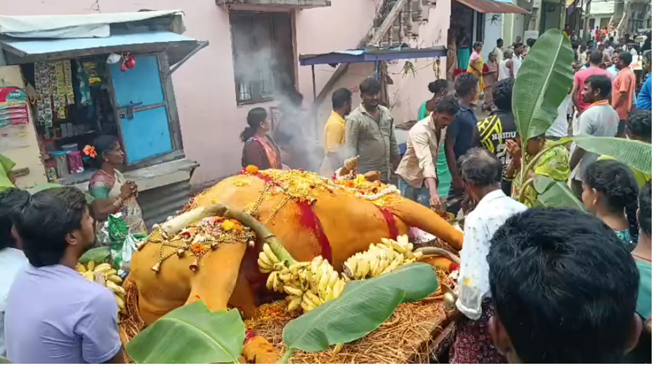 వేమలి వీధి నుంచి శృంగవరపుకోట ప్రధాన వీధుల గుండా అంతిమ యాత్ర నిర్వహించారు. పూలమాలలతో అలంకరించిన ఎద్దుకు భక్తులు పుష్పాంజలి ఘటిస్తూ, భజనలు చేస్తూ గౌరవప్రదంగా చివరి వీడ్కోలు పలికారు. అంతిమ యాత్రలో మహిళలు, వృద్ధులు, యువకులు సహా పెద్ద సంఖ్యలో ప్రజలు పాల్గొన్నారు.