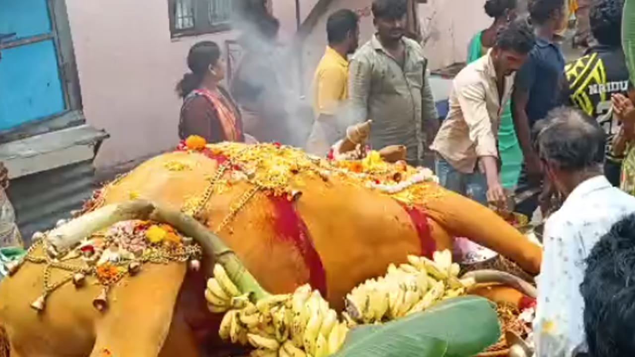 అనంతరం వేమలి వారి కల్లాల్లో సంప్రదాయబద్ధంగా తోమడపు ఎద్దును ఖననం చేశారు. ఈ సందర్భంగా పలువురు భక్తులు భావోద్వేగానికి లోనై కన్నీరుమున్నీరుగా వీడ్కోలు పలికారు. స్థానికుల ఆధ్యాత్మిక విశ్వాసంలో ప్రత్యేక స్థానం సంపాదించిన ఈ తోమడపు ఎద్దు మృతి శృంగవరపుకోట ప్రజలను తీవ్రంగా కలచివేసింది.