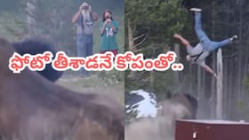 Video: మనిషిని ఎత్తపడేసిన 900 కిలోల అడవి దున్న.. వీడియో చూస్తే..