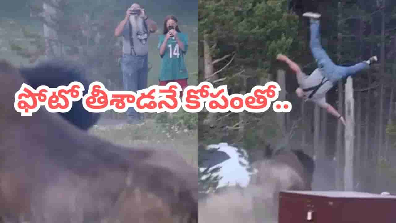 Video: ఫొటో తెచ్చిన తంట.. మనిషిని ఎత్తిపడేసిన 900 కిలోల అడవి దున్న.. వీడియో చూస్తే.!