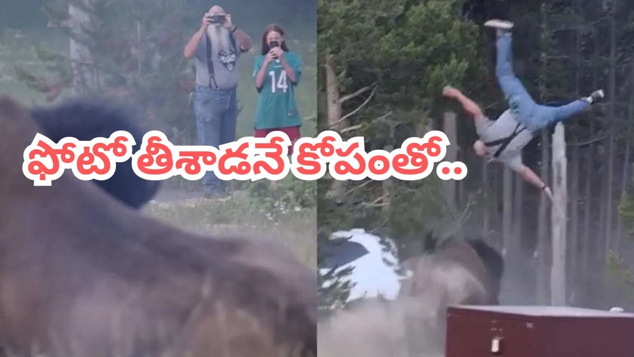 Video: ఫొటో తెచ్చిన తంట.. మనిషిని ఎత్తిపడేసిన 900 కిలోల అడవి దున్న.. వీడియో చూస్తే.!