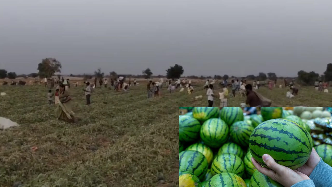 Watermelons: ఉచితంగా వాటర్ మిలన్లు.. ఎగబడిన జనం.. ఎక్కడో తెలుసా..?