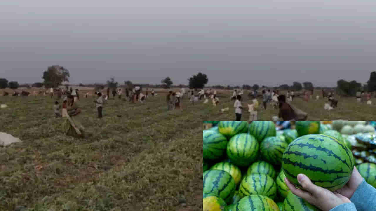 Watermelons: ఉచితంగా వాటర్ మిలన్లు.. ఎగబడిన జనం.. ఎక్కడో తెలుసా..?