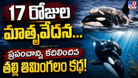 17 రోజుల మాతృవేదన.. ప్రపంచాన్ని కదిలించిన తల్లి తిమింగలం కథ!