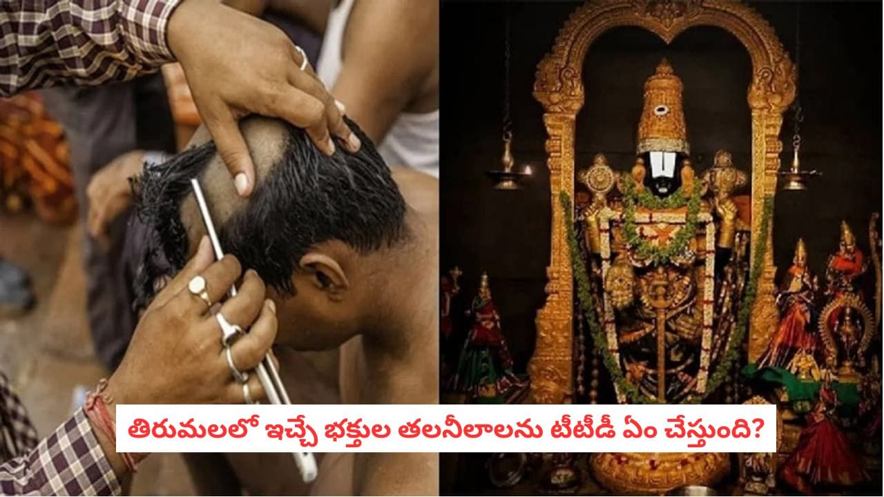 Tirumala Hair Donation : తిరుమలలో భక్తులు ఇచ్చే తలనీలాలు ఏమవుతాయి?.. టీటీడీ వాటిని ఏం చేస్తుంది?