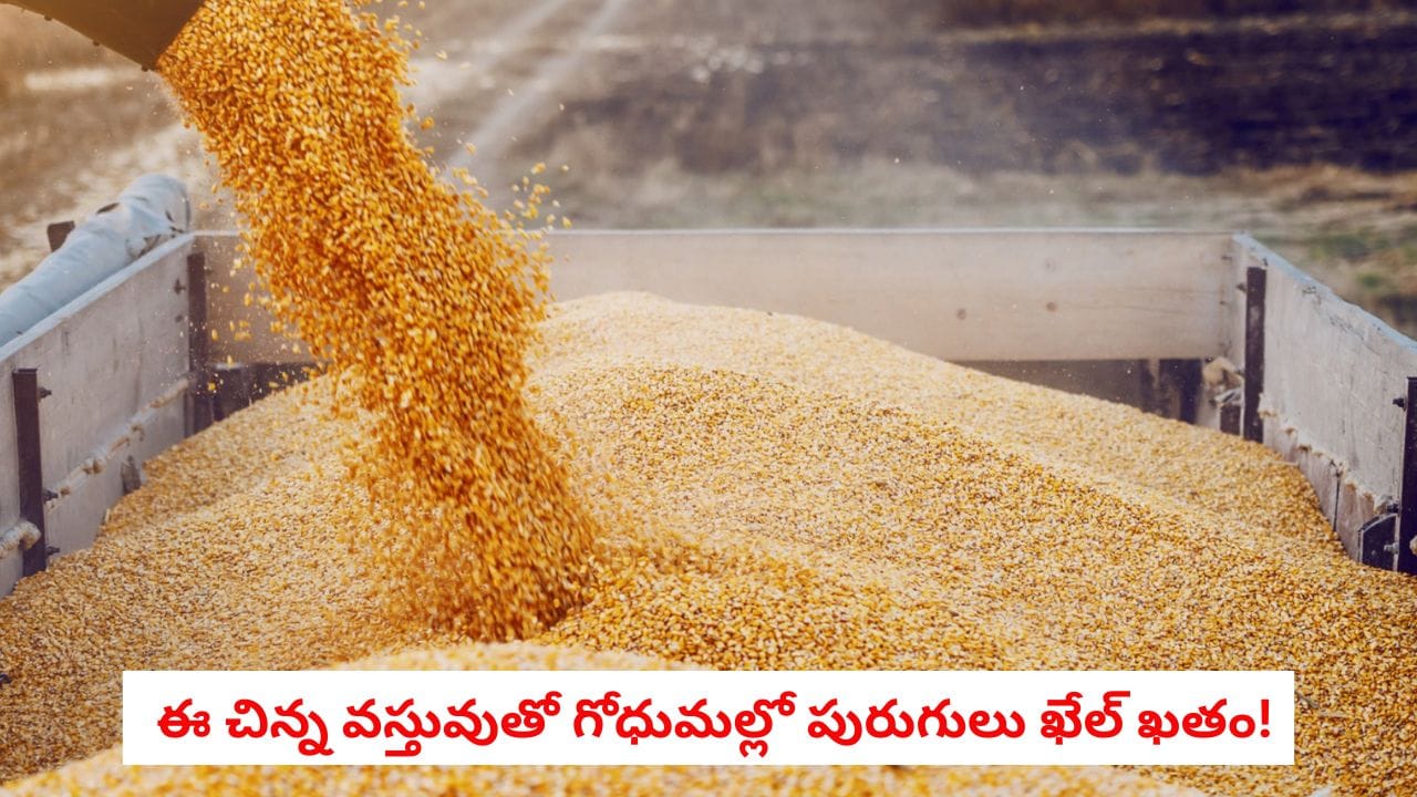 Wheat Protection Hacks: వంటింట్లోని ఈ చిన్న వస్తువులతో గోధుమల్లో పురుగులు ఖేల్ ఖతం! | How to Protect Wheat from Insects with Simple Kitchen Hacks