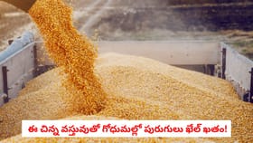 ఈ చిన్న వస్తువుతో గోధుమల్లో పురుగులు ఖేల్ ఖతం!