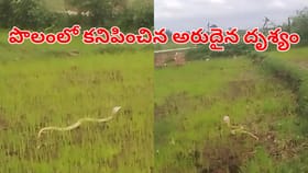 ఉదయాన్నే పొలానికి వెళ్లిన రైతు.. తచ్చాడుతూ కనిపించిన శ్వేతనాగు