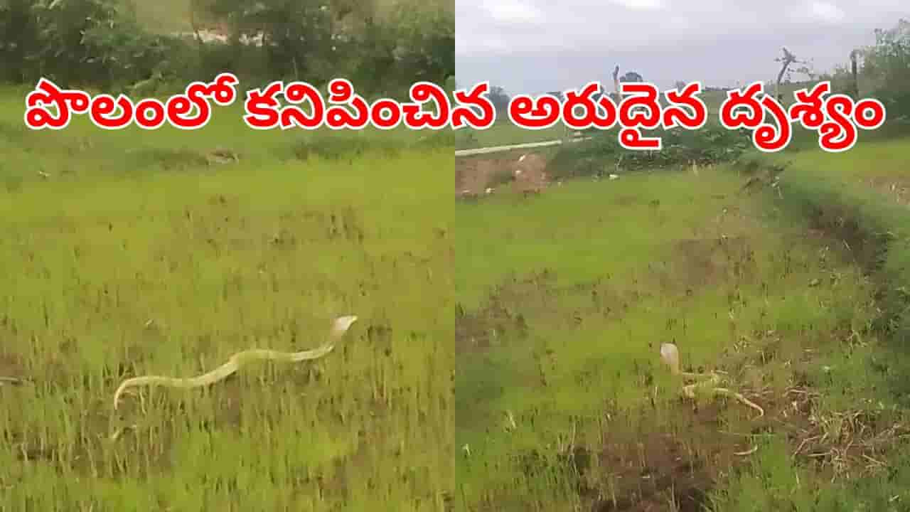 ఉదయాన్నే పొలానికి వెళ్లిన రైతు.. తచ్చాడుతూ కనిపించిన 9 అడుగుల శ్వేతనాగు.. అక్కడే ఎందుకుందంటే?
