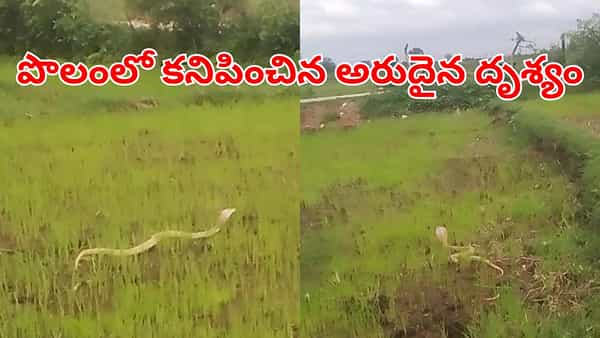 ఉదయాన్నే పొలానికి వెళ్లిన రైతు.. తచ్చాడుతూ కనిపించిన 9 అడుగుల శ్వేతనాగు.. అక్కడే ఎందుకుందంటే?