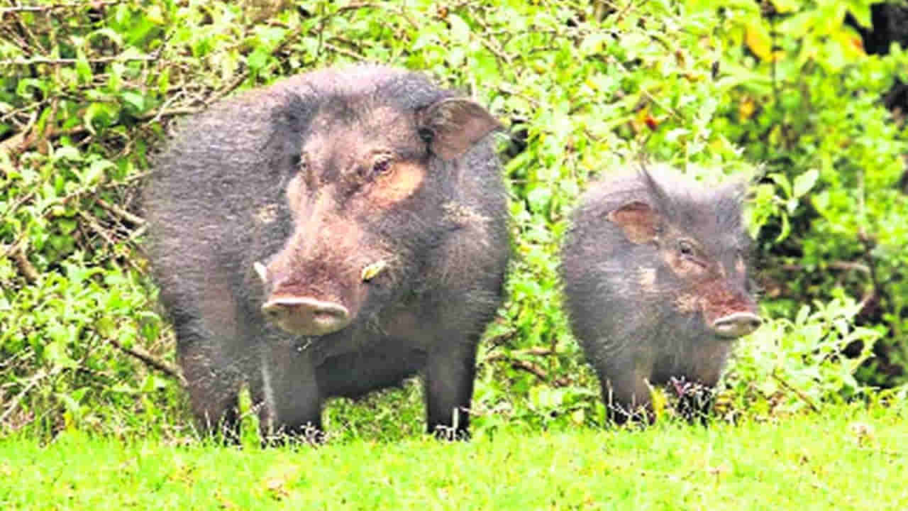 Wild Boar: అమ్మ దొంగ.. అడవి పంది.. నీలో ఇన్ని స్కిల్స్ ఉన్నాయా..?