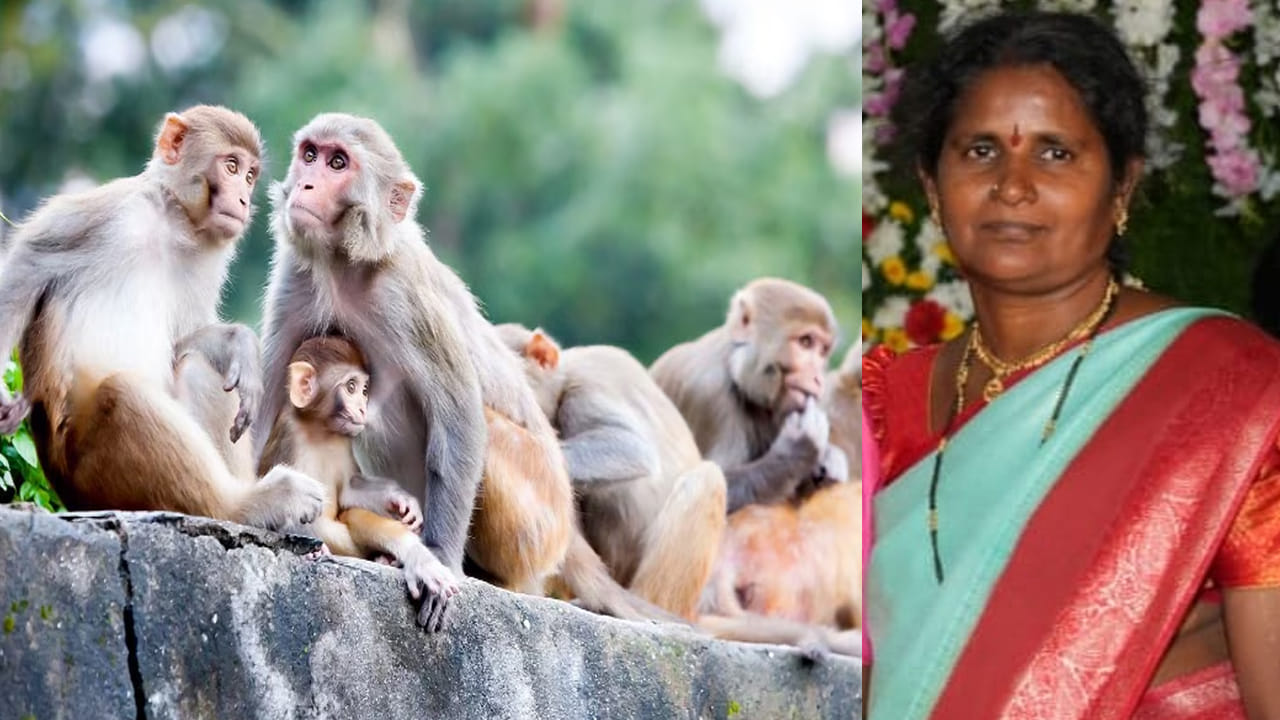 ఇంటి ముందు ముగ్గు వేస్తుండగా చుట్టుముట్టిన కోతుల గుంపు.. అయ్యో ఎంతపనైంది..
