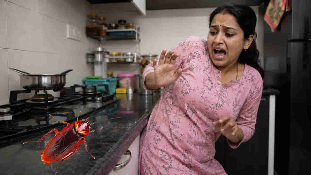 బొద్దింకలను చూసి ఆడవాళ్లే ఎక్కువగా భయపడతారా? అయితే ఈ నిజాలు తెలుసుకోండి!