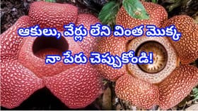 ఓరీ దేవుడో ఇదేం పువ్వురా సామీ.. శవం కుళ్లిన కంపుతో చంపేస్తుందట..!