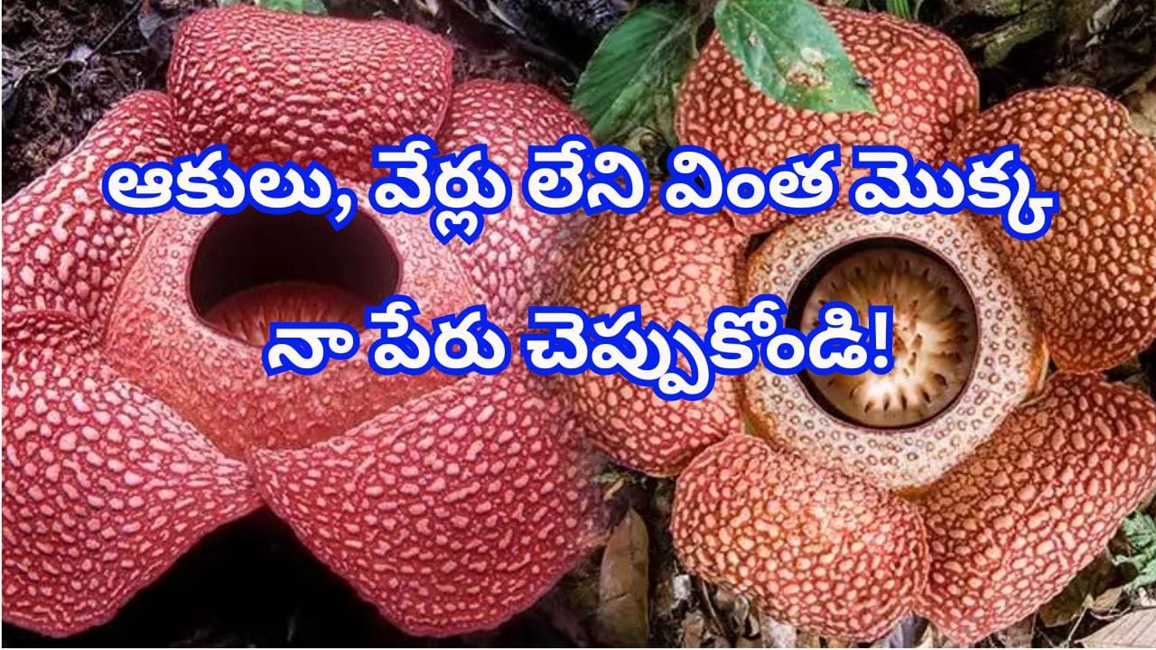 ఓరీ దేవుడో ఇదేం పువ్వురా సామీ.. ప్రపంచంలోనే అతిపెద్దది.. శవం కుళ్లిన కంపుతో చంపేస్తుందట..!