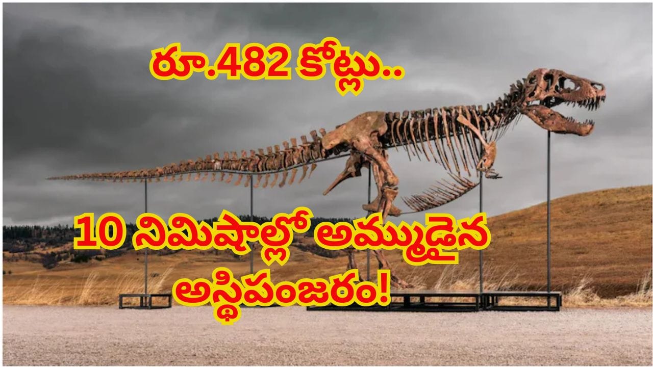 ఓరీ దేవుడో అస్తిపంజరం ఖరీదు రూ.482కోట్లు.. 10నిమిషాల వేలంలో ప్రపంచ రికార్డు! శాస్త్రవేత్తల ఆందోళన..?