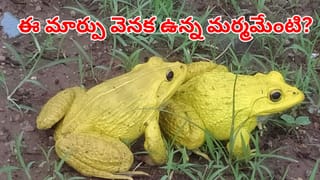 Yellow Frogs: వర్షాకాలం రాగానే రంగు మార్చే కప్పలు.. దీని వెనక ఉన్న సైన్స్ ఏంటో తెలుసా? పెద్ద కథే..