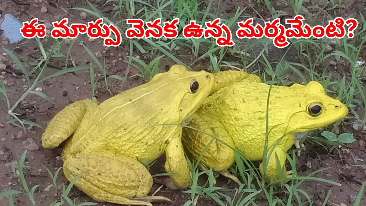 Yellow Frogs: వర్షాకాలం రాగానే రంగు మార్చే కప్పలు.. దీని వెనక ఉన్న సైన్స్ ఏంటో తెలుసా? పెద్ద కథే..