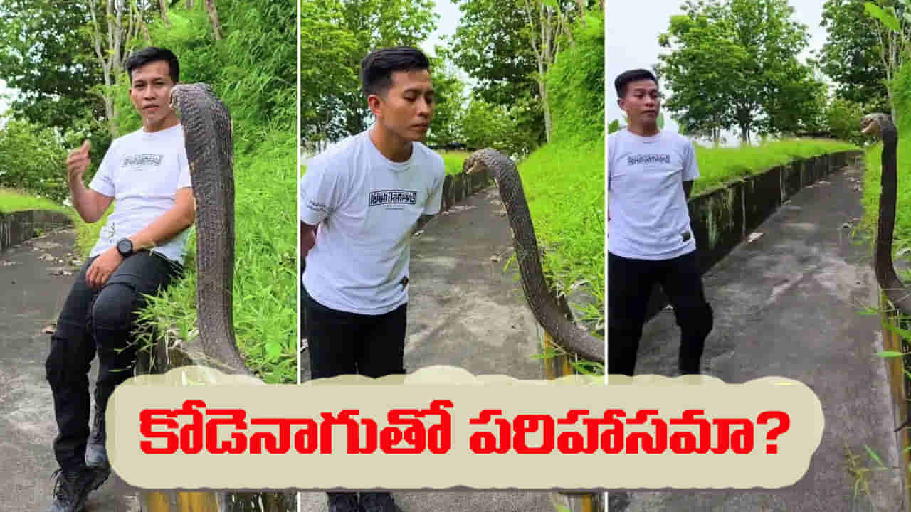 Shocking Video: ప్రాణాలతో చెలగాటం.. రాజనాగుతో యువకుడి ముద్దులాట.. క్షణంలో మారిపోయిన సీన్!
