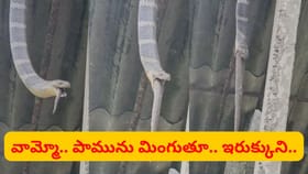 వామ్మో.. రాచనాగు మరో పామును మింగడం ఎప్పుడైనా చూశారా..?