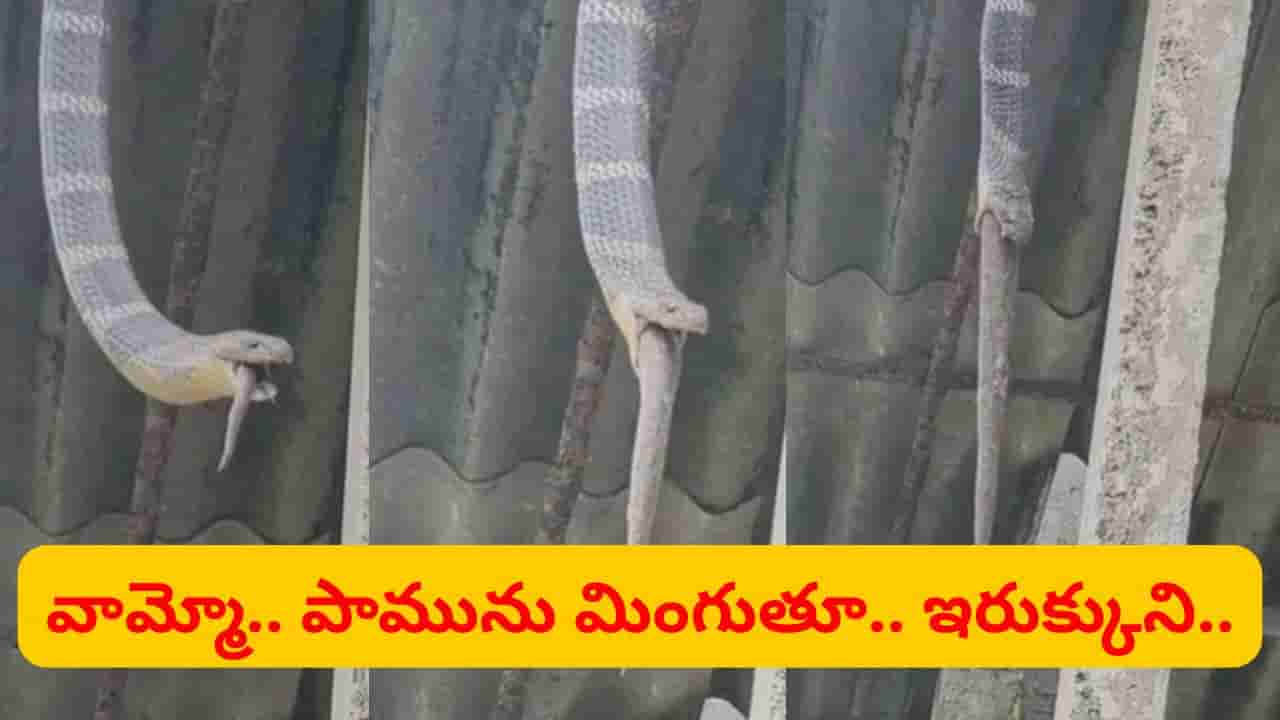 ఒళ్లు గగుర్పొడిచే సీన్.. పామును మింగుతూ షెడ్డులో ఇరుక్కున్న రాచనాగు.. వీడియో చూస్తే..