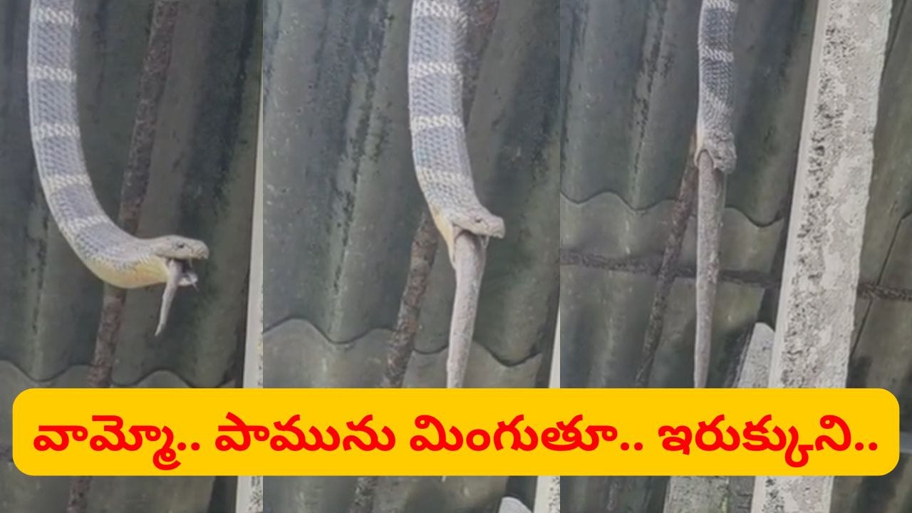 ఒళ్లు గగుర్పొడిచే సీన్.. పామును మింగుతూ షెడ్డులో ఇరుక్కున్న రాచనాగు.. వీడియో చూస్తే..