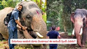 ఏనుగులు ఆయన మాట వింటాయి! ఈ ఆనంద్ షిండే ఎవరు?
