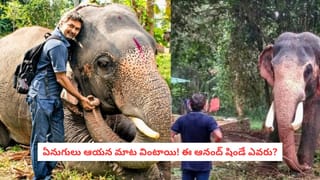 Elephant Whisperer: చేతిలో కర్ర లేదు.. గొలుసూ లేదు.. అయినా ఏనుగులు ఆయన మాట వింటాయి! ఆనంద్ షిండే కథ ఇదే