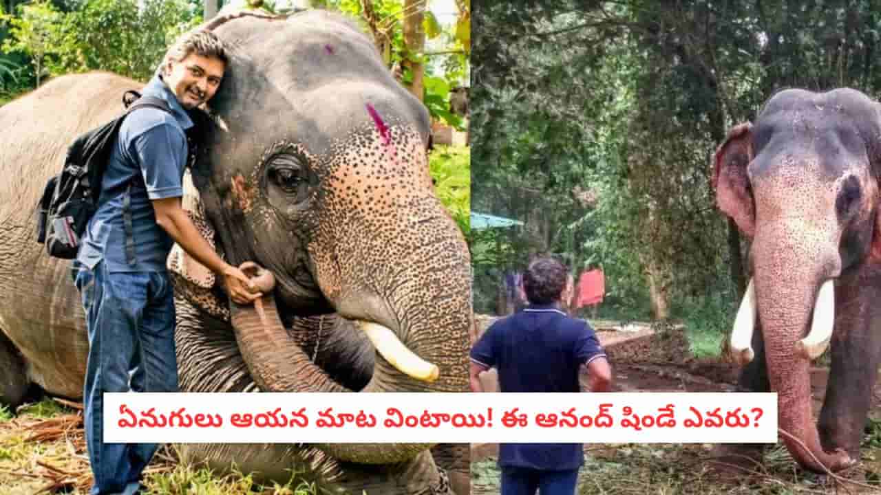 Elephant Whisperer: చేతిలో కర్ర లేదు.. గొలుసూ లేదు.. అయినా ఏనుగులు ఆయన మాట వింటాయి! ఆనంద్ షిండే కథ ఇదే