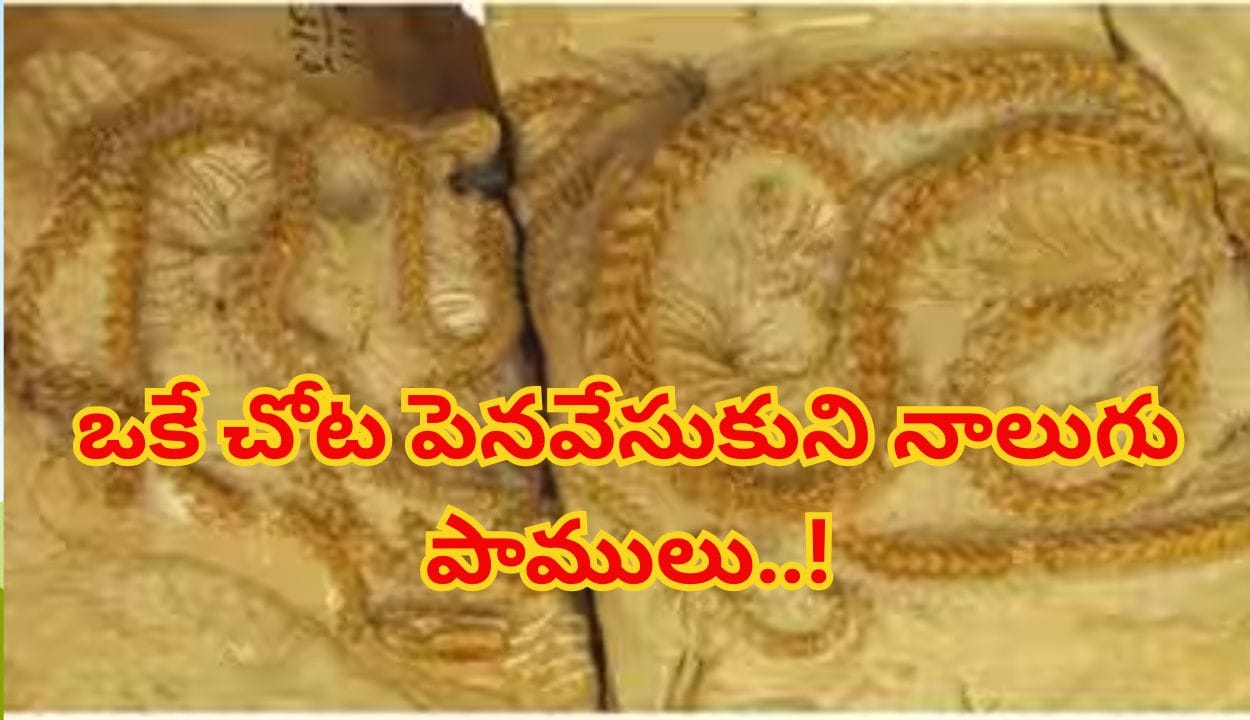 3.8 కోట్ల ఏళ్ల క్రితం అగ్నిపర్వత బూడిదలో పెనవేసుకుని ఉండి పోయిన నాలుగు పాములు..! శాస్త్రవేత్తలకే షాకిచ్చే నిజాలు..?