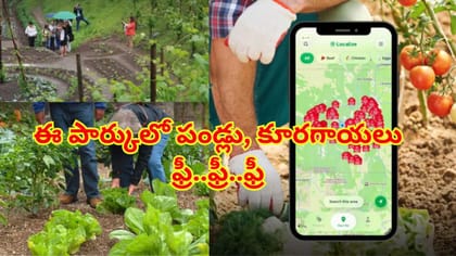 పబ్లిక్ పార్కుల్లో పండ్లు, కూరగాయలు పూర్తిగా ఫ్రీ..ఫ్రీ..ఫ్రీ!