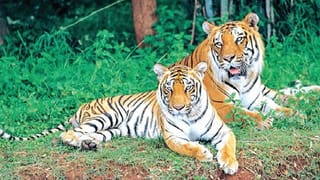 పులుల సంరక్షణకు ఏపీ ప్రభుత్వం కీలక నిర్ణయం.. మరింత బలమైన రక్షణ