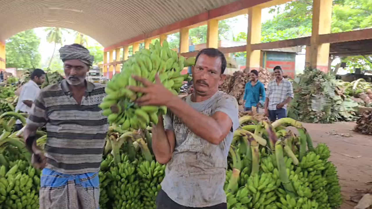 అలాగే రూ.2000లకు మించి అమ్ముడుపోని అమృతపాణి రూ. 3000 దాటి పలకడంతో రైతుల కళ్ళల్లో ఆనందం కనిపిస్తుంది. అరటి ఎగుమతులు పెరగడంతో రావులపాలెం అరటి మార్కెట్ యార్డులో ఉపాధి కూడా మెరుగుపడింది. ఇక్కడ కొన్న గెలలను ఇతర ప్రాంతాలకు తరలించాలంటే అరటి గెలలకు చెత్త చుట్టి ఎగుమతి చేస్తారు. ఈ చెత్త చుట్టుపై అనేకమంది, అలాగే చెత్త చుట్టడానికి ఉపయోగించే అరటి ఆకులు సరఫరాదారులకు మంచి డిమాండ్ ఏర్పడింది. దీంతో కూలీలు కూడా ఖాళీ లేకుండా పని చేసుకుంటూ అదనపు ఆదాయాన్ని అర్ధిస్తున్నారు.