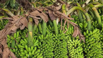 అరటి పంటకు శ్రావణ శోభ.. రైతుల్లో ఆనందం