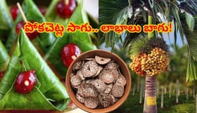 భారత్‌లో పోకచెట్ల సాగు..ఏ ప్రాంతాల్లో ఎక్కువగా పండిస్తారో తెలుసా?