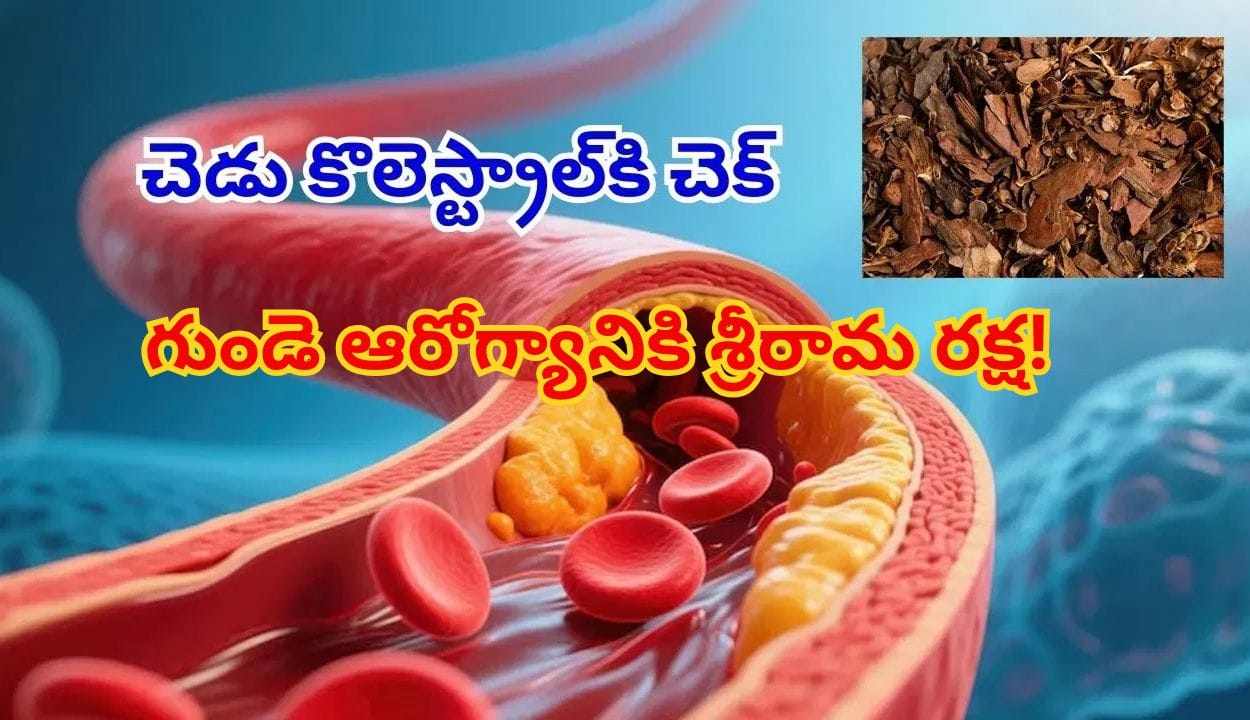 మద్ది చెట్టు బెరడుతో మస్త్ బెనిఫిట్స్..? చెడు కొలెస్ట్రాల్ను కరిగించి గుండెను రక్షించే రామబాణం!