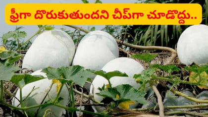జీరో కేలరీలు, కొవ్వును కోసేసే సూపర్‌ఫుడ్.. ఊర్లల్లో ఫ్రీగానే..
