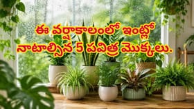 ఈ వర్షాకాలంలో నాటాల్సిన 5 పవిత్ర మొక్కలు- పెరగనున్న ఐశ్వర్యం!