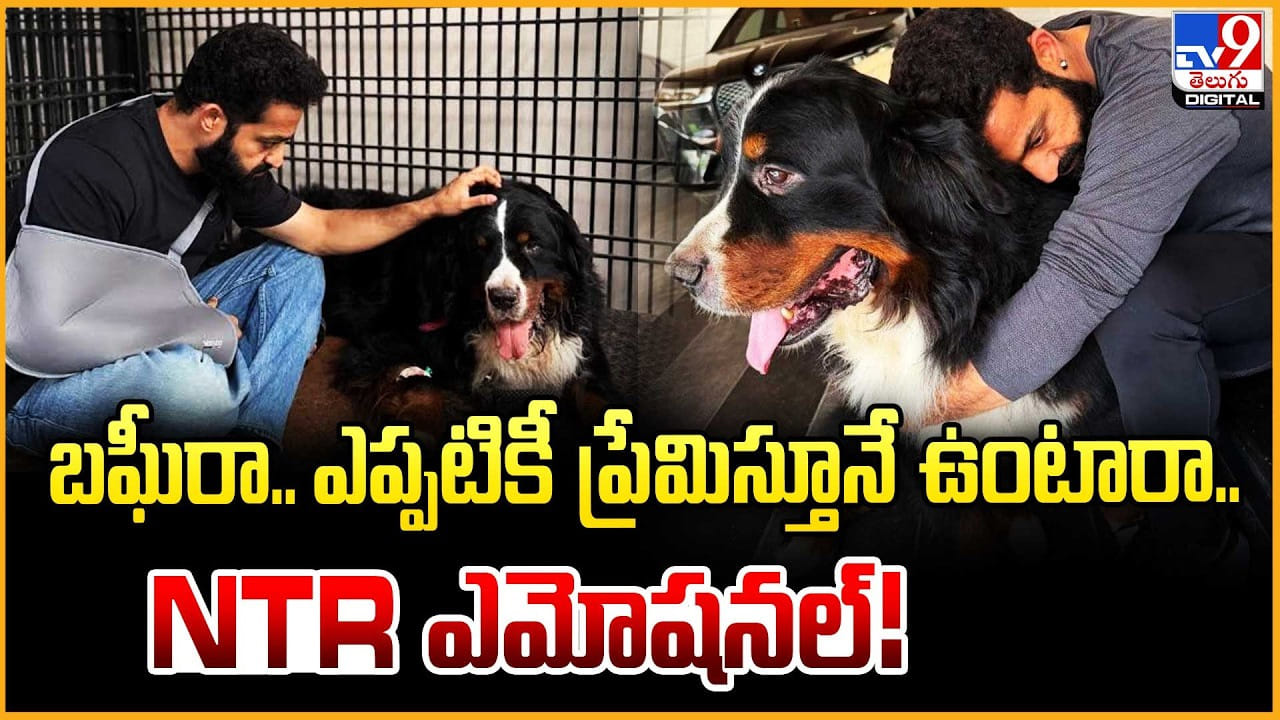 బఘీరా.. ఎప్పటికీ ప్రేమిస్తూనే ఉంటారా.. NTR ఎమోషనల్!