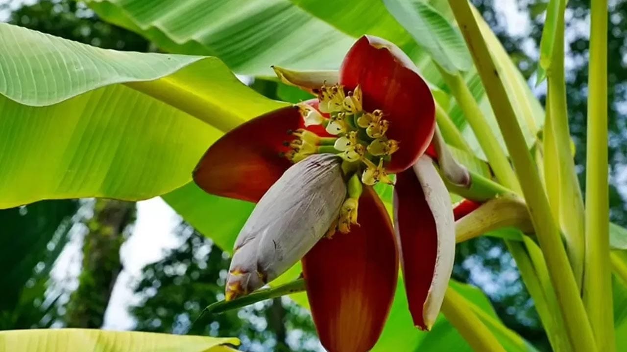 Banana Flower Plant