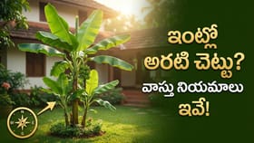 ఇంటి ఆవరణలో అరటి చెట్టు పెంచుతున్నారా? ఈ తప్పులు చేశారంటే తప్పదు