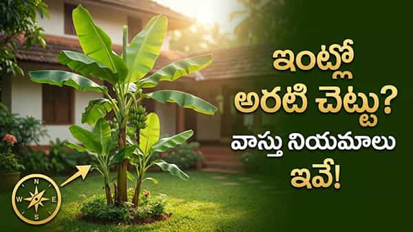 ఇంటి ఆవరణలో అరటి చెట్టు పెంచుతున్నారా? ఈ తప్పులు చేశారంటే తప్పదు భారీ నష్టం..!