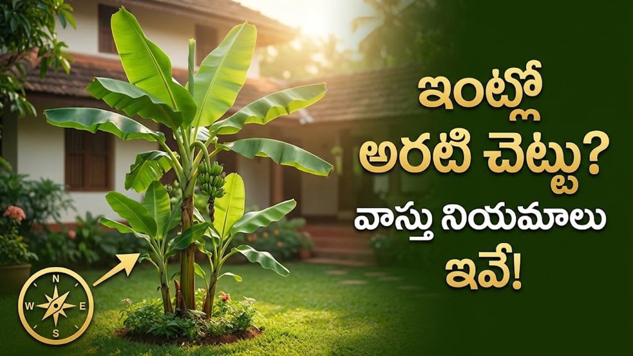 ఇంటి ఆవరణలో అరటి చెట్టు పెంచుతున్నారా? ఈ తప్పులు చేశారంటే తప్పదు భారీ నష్టం..!