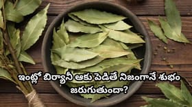 బిర్యానీ ఆకు కేవలం మసాలా కాదు.. ఇంటి శుభానికి ప్రతీకగా ఎందుకు..
